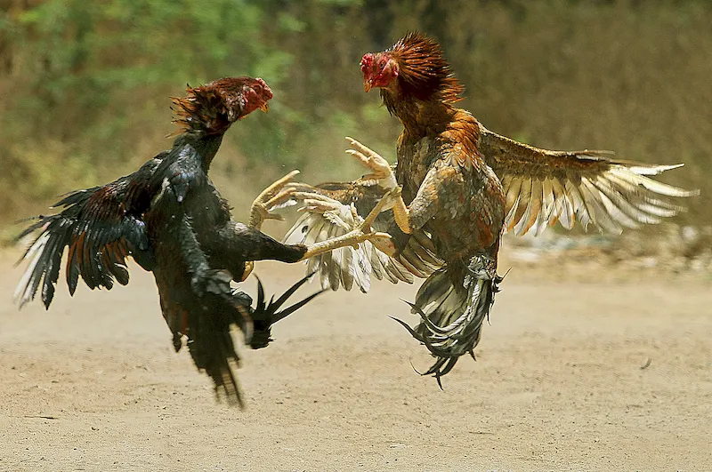 A Short Run Down of Cockfighting at Thomo