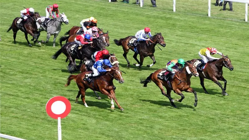 Understand horse racing odds